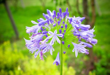 Campanula portenschlagiana çiçek