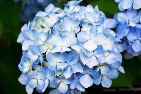 Blå hortensia — Stockfoto