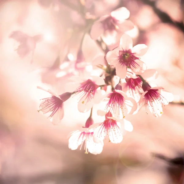 Branche de fleur de cerisier "sakura" avec filtre de style vintage . — Photo