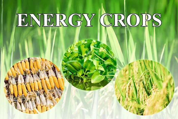 Energy crops wording for background