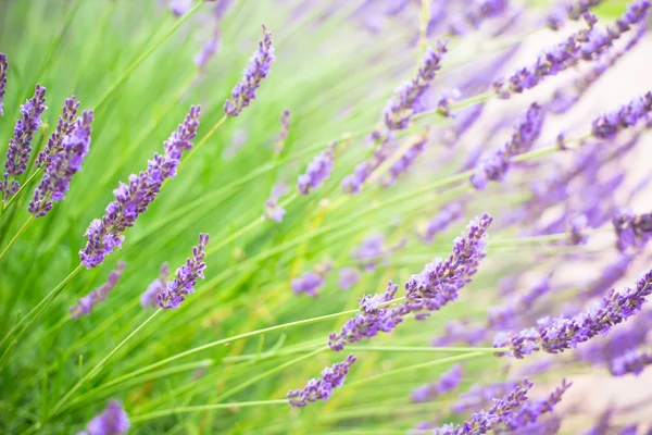 Japonya Tokyo, yaz aylarında çiçek açan lavanta çiçekleri