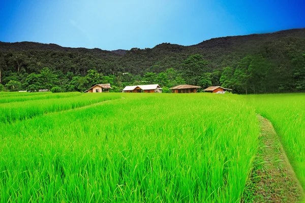 Красивое рисовое поле с голубым небом — стоковое фото