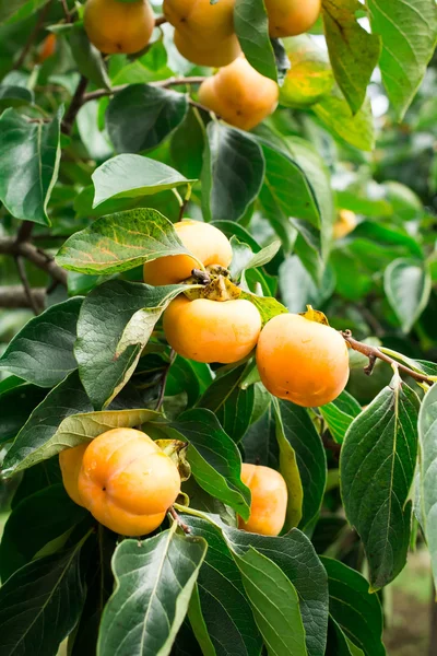 Frutta fresca cachi su albero — Foto Stock