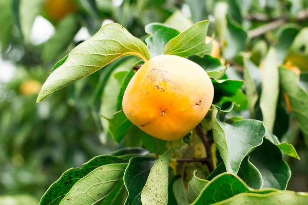 Persimmon owoc na drzewie — Zdjęcie stockowe