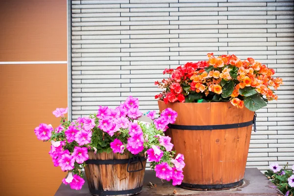 Petunia blomma i trä kruka — Stockfoto