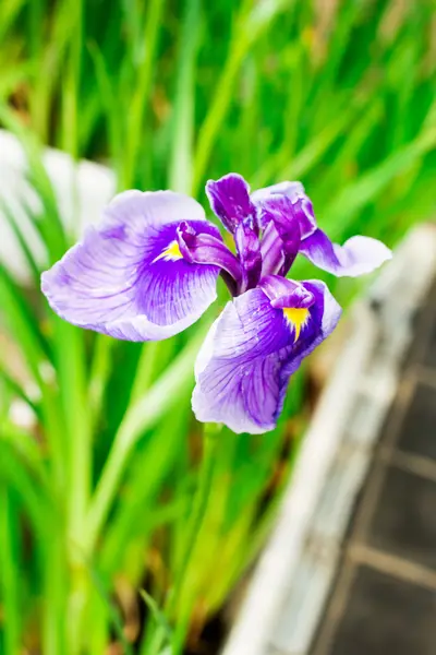 Purple Japanese iris flowers