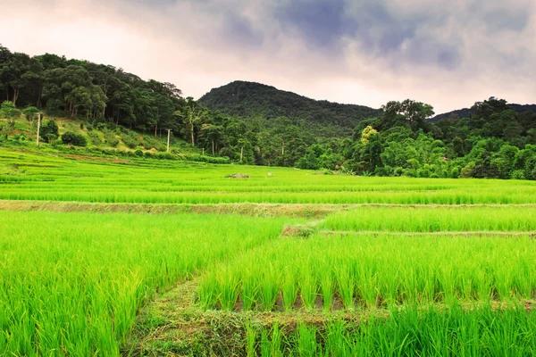 Thai rice filed — Stock Photo, Image