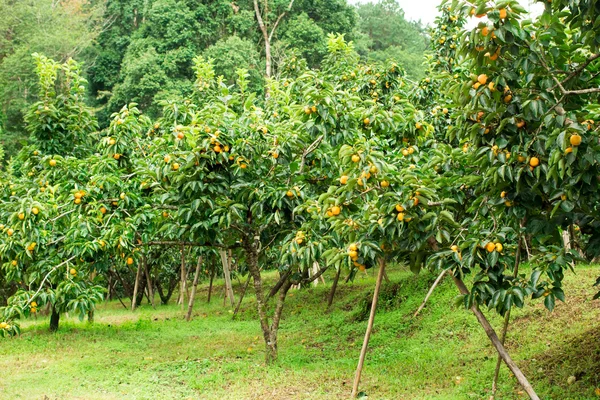 Frutta fresca cachi su albero — Foto Stock
