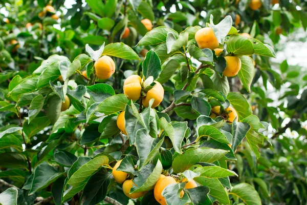 Kaki frisches Obst am Baum — Stockfoto