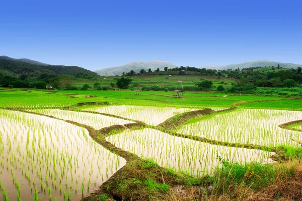 Campo de arroz tailandês natural em chiangmai, Tailândia — ストック写真