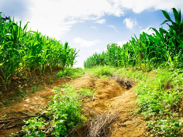 Campo di mais in montagna a Chiangmai, Thailandia . — Foto Stock