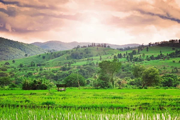 Natural Thai rice field in Chiangmai, Thailand — Stockfoto