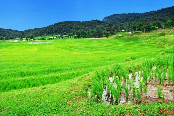 Campo de arroz tailandês natural em Chiangmai, Tailândia — Fotografia de Stock