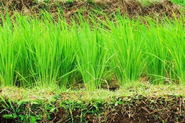 Campo de arroz tailandês natural em Chiangmai, Tailândia — Fotografia de Stock