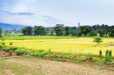 Kırsal alanda Tayland pirinç