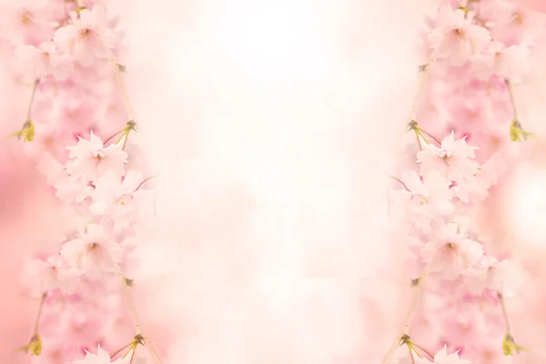 Abstract pink flower background — Stock Photo, Image