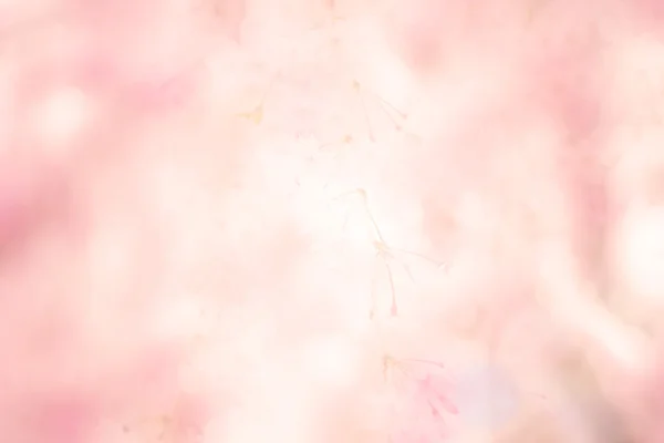 Abstract pink flower background — Stock Photo, Image