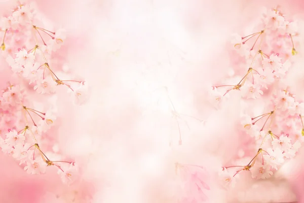 Abstract pink flower background — Stock Photo, Image