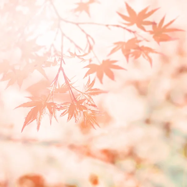Abstract  autumn background — Stock Photo, Image