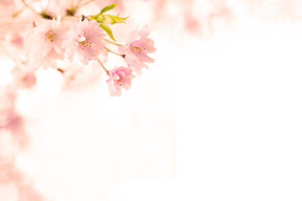 Abstract pink cherry blossom flower background