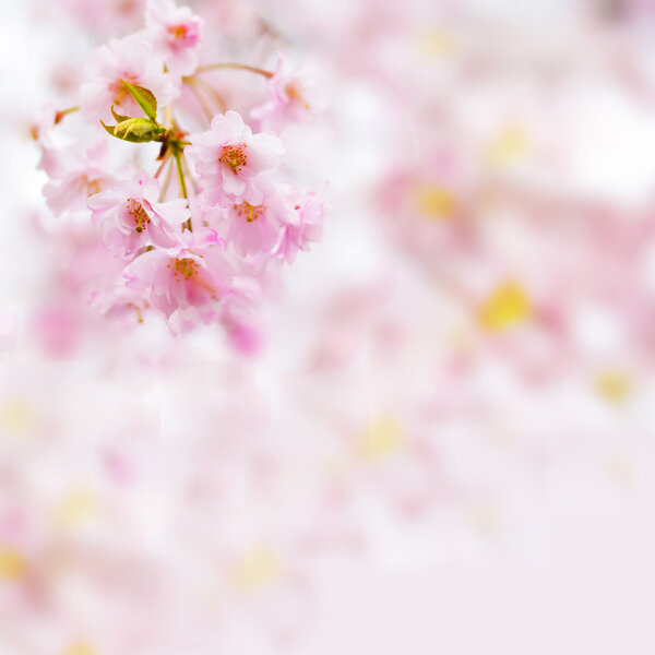 Abstract pink cherry blossom flower background