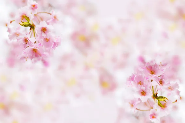 Soyut pembe kiraz çiçeği çiçek arka plan