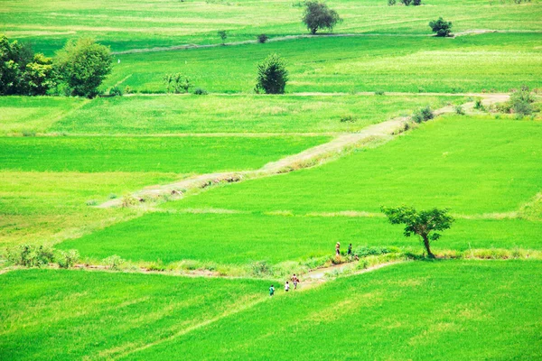 Blick von oben auf thailändische Reisfarm — Stockfoto