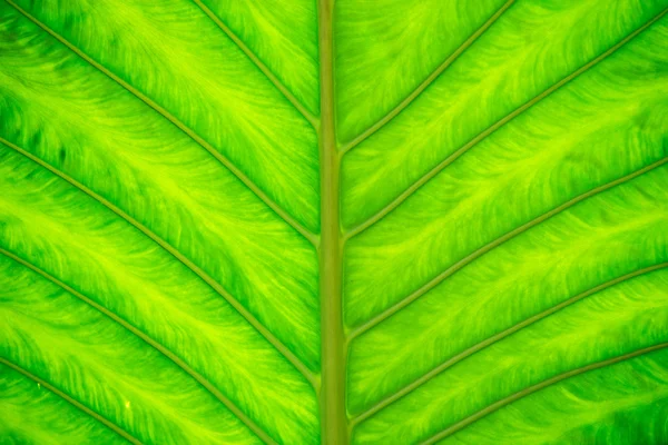 Green leave texture — Stock Photo, Image