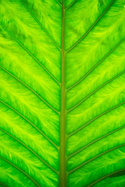 Textur der grünen Blätter — Stockfoto