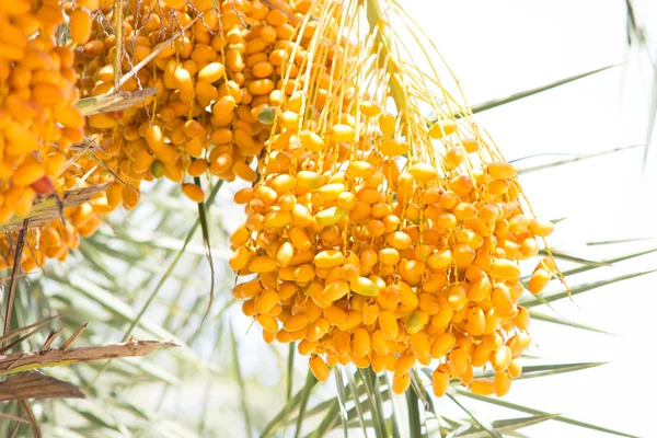 Raw betel palm fruit on tree — Stock Photo, Image