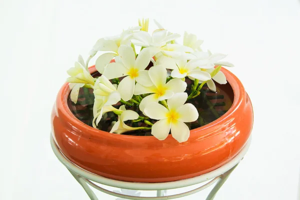 Bunga plumeria putih pada pot tanah liat — Stok Foto