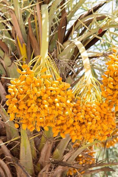 Fruits crus de palmier betel sur arbre — Photo