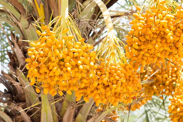 Ruwe betel palm fruit op boom — Stockfoto