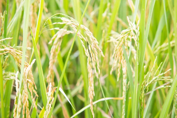 Close up de sementes de arroz ou arroz paddy — Fotografia de Stock