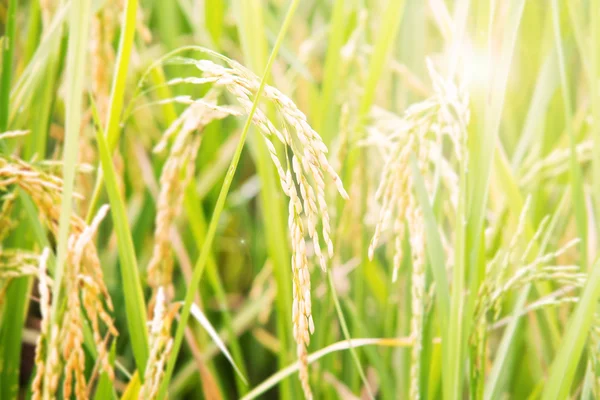 Close up de sementes de arroz ou arroz paddy — Fotografia de Stock