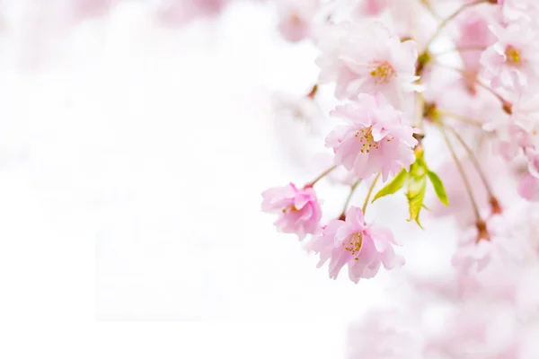 Abstraktní růžové třešňový květ květ pozadí Stock Snímky