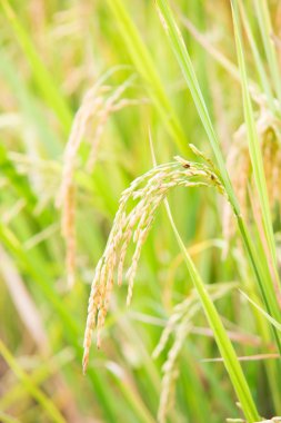 Pirinç tohumu veya çeltik pirinç yakın çekim
