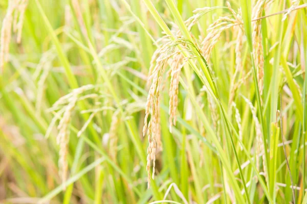 Close up de sementes de arroz ou arroz paddy — Fotografia de Stock