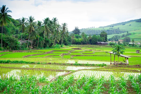 Thajské rýžové pole na venkově Thajska — Stock fotografie