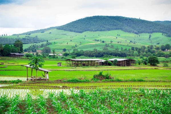 Tajskiego ryżu pola na wsi Tajlandii — Zdjęcie stockowe