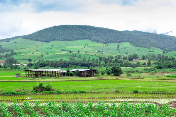 Thailändisches Reisfeld in der Landschaft Thailands — Stockfoto