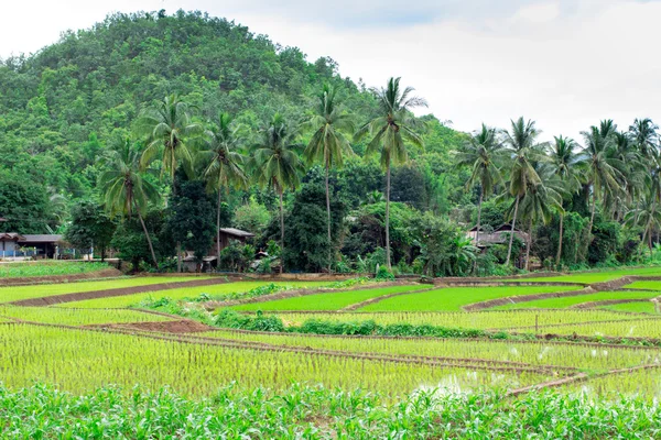 Campo de arroz tailandés en el campo de Tailandia —  Fotos de Stock