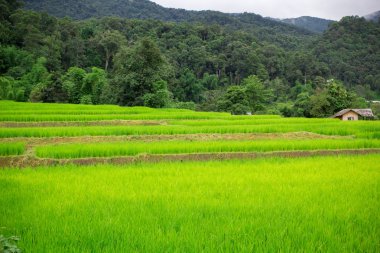 Tayland kırsal alanda Tayland pirinç