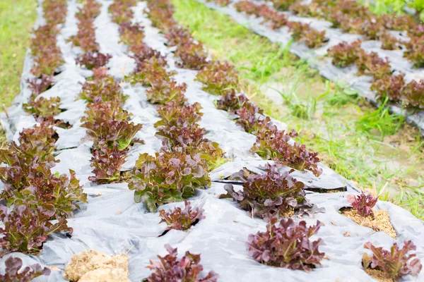 Organic hydroponic vegetable farm — Stock Photo, Image