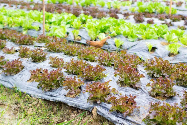 Organic hydroponic vegetable farm — Stock Photo, Image