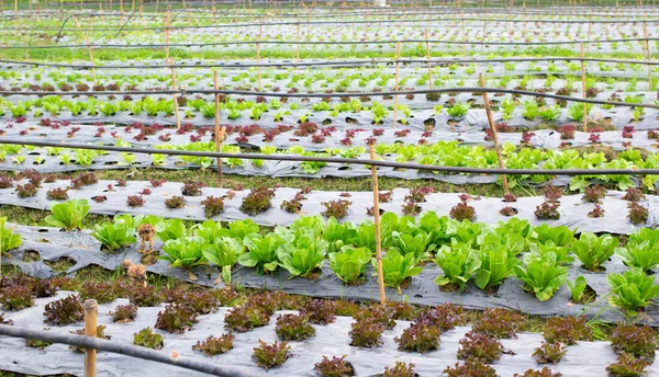 Granja hortícola hidropónica ecológica —  Fotos de Stock