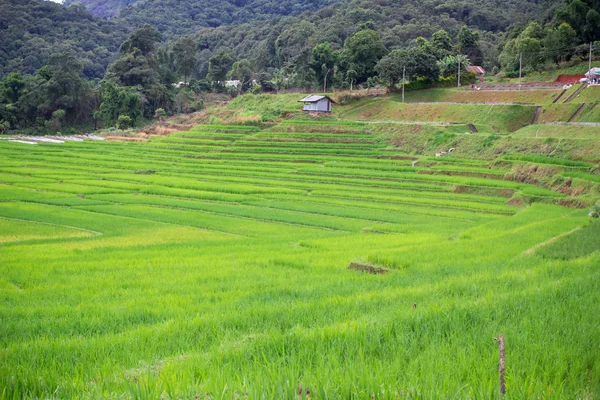 Thaise rijst veld in het platteland van Thailand — Stockfoto