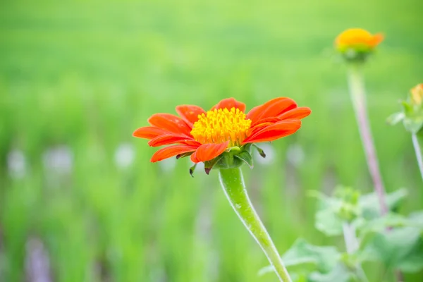 Zinnia vermelho flor — Fotografia de Stock