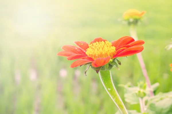 Zinnia vermelho flor — Fotografia de Stock
