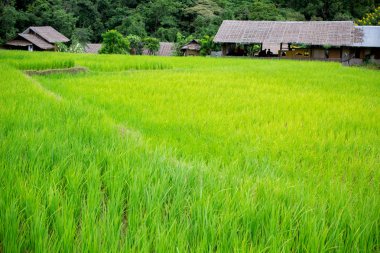 doğal Tayland pirinç alan içinde chiangmai, Tayland